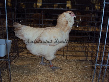 SC District 2014 Junior RV Wheaten Pullet